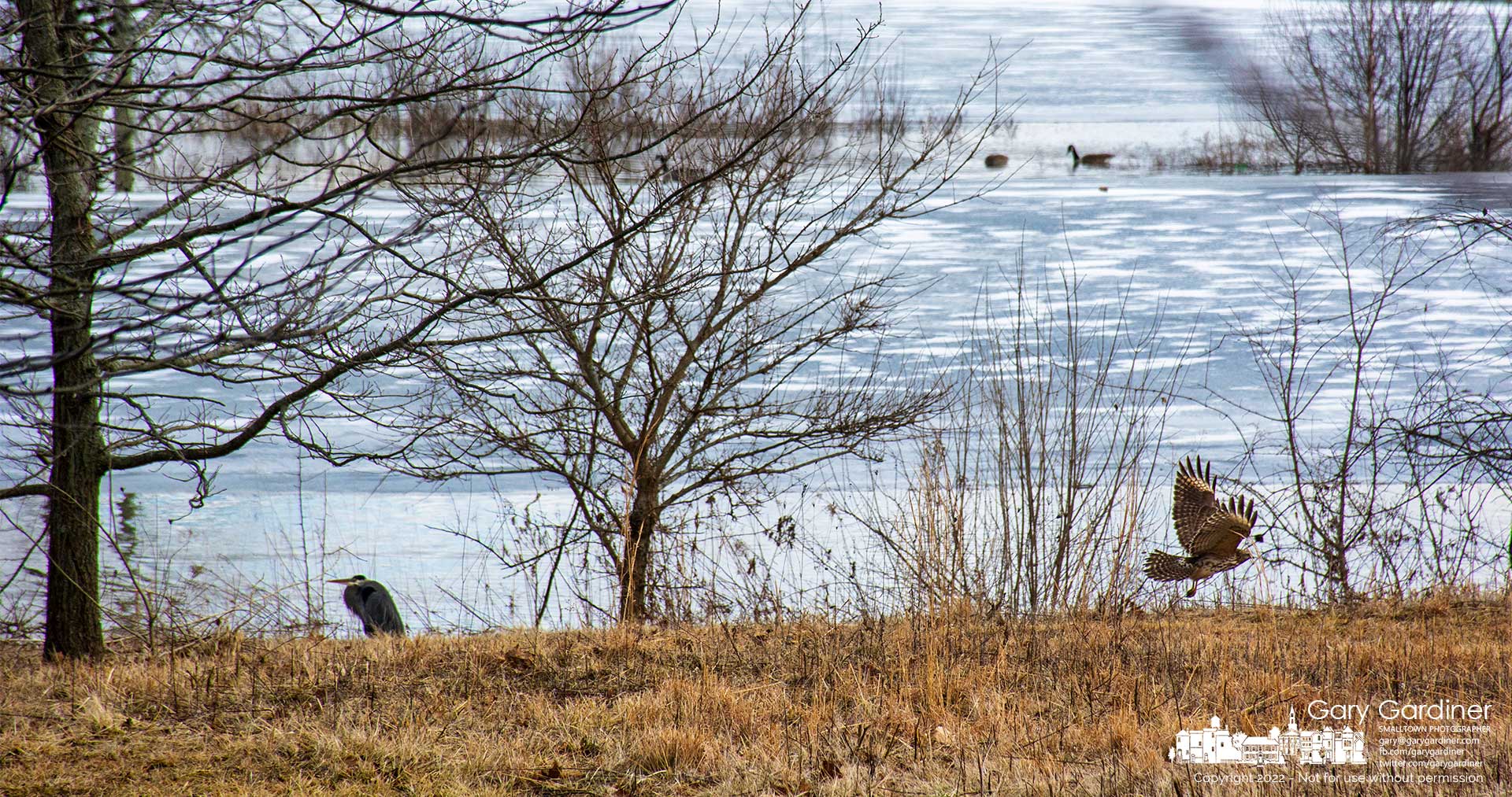 A hawk flies along the shoreline of Hoover Reservoir past a fishing blue heron and geese treading on the high waters of the lake. My Final Photo for Feb. 18, 2021.