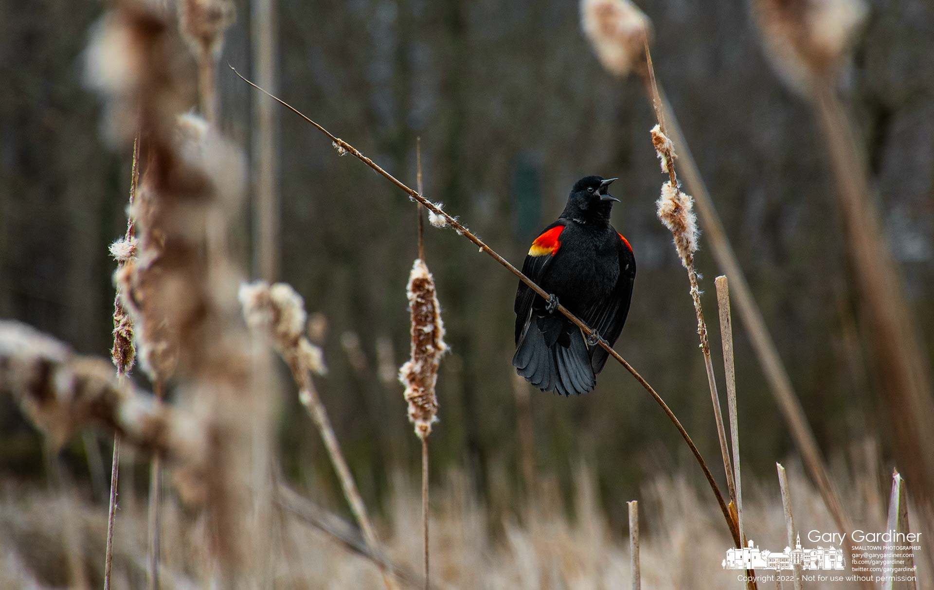 A red-winged blackbird breaks into song as it sits on a cattail stalk on the edge of the wetland at Boyer Nature Preserve. My Final Photo for March 26, 2022.