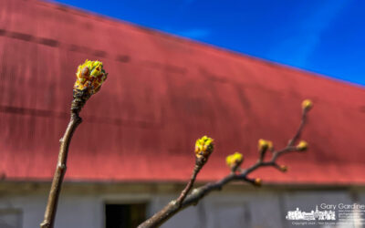An Invasive Sign Of Spring