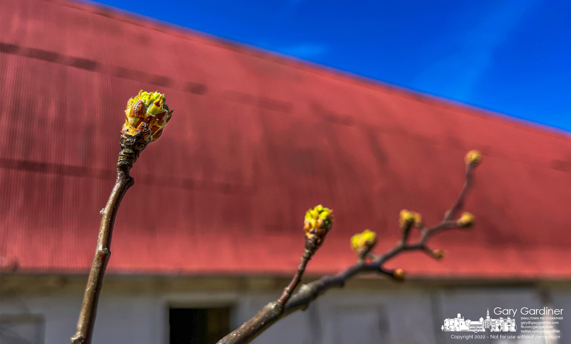 The first buds of Spring sprout from branches of the invasive Callery pear on the small hill behind the barn at the Braun Farm. My Final Photo for March 21, 2022.
