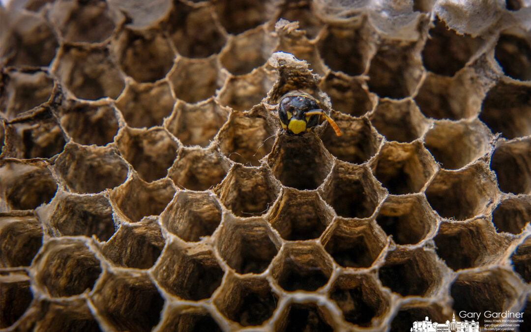 The Wasp Left Behind