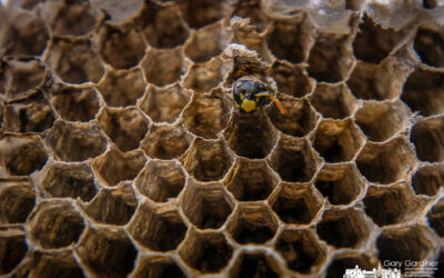 The Wasp Left Behind