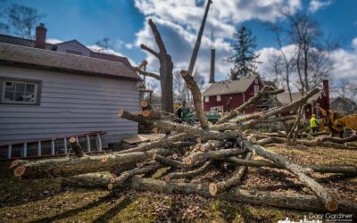 Oak Timbers