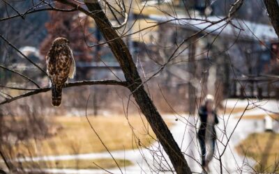 Wetlands Watcher