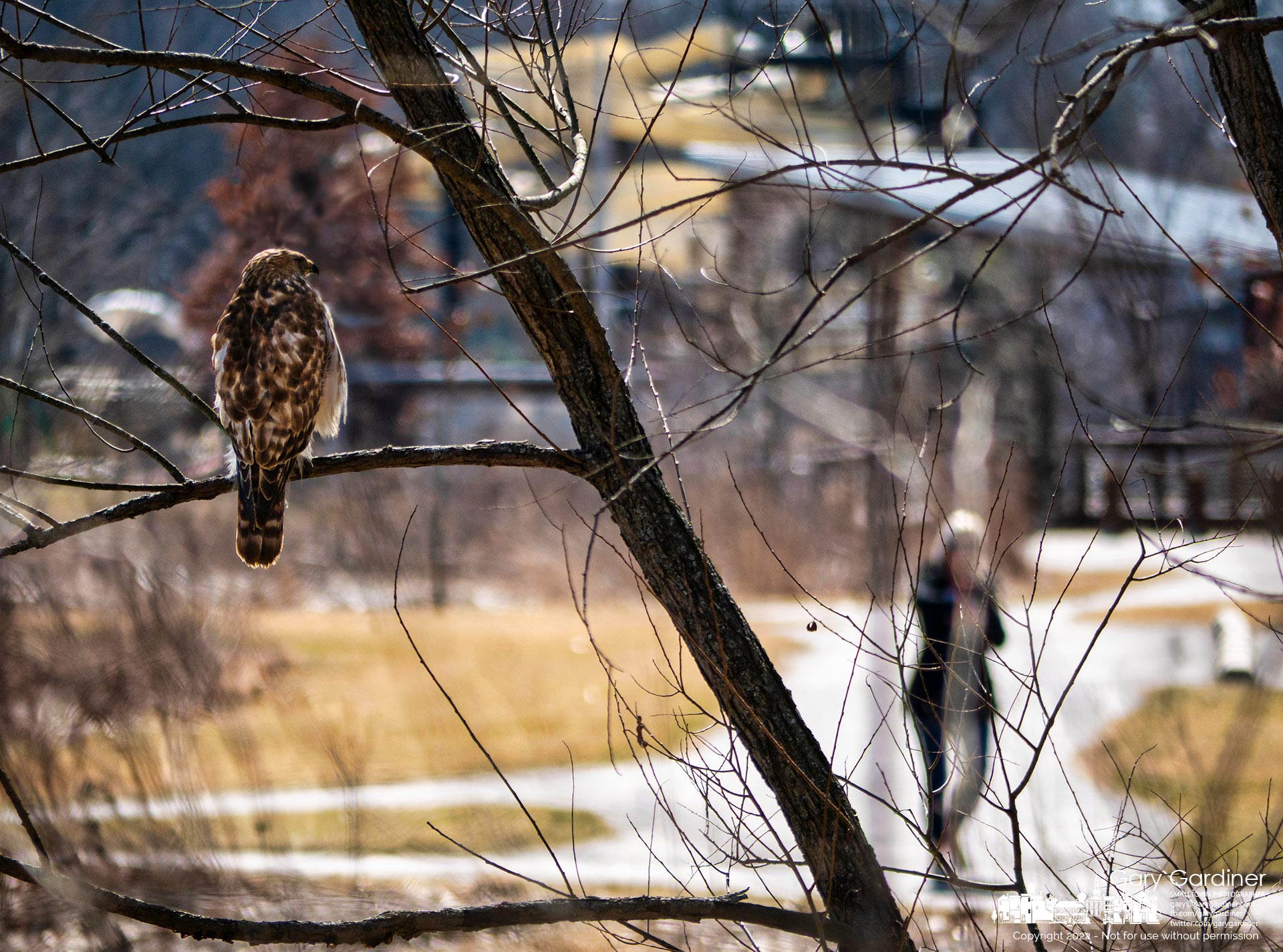 A hawk stands on a branch at the edge of the wetlands at Highlands Park watching for prey and observing people walking and running on the nearby bike path. My Final Photo for March 4, 2022.