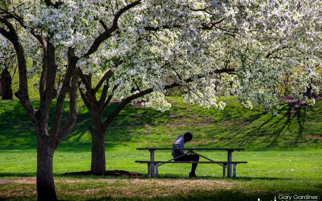 Spring Shade
