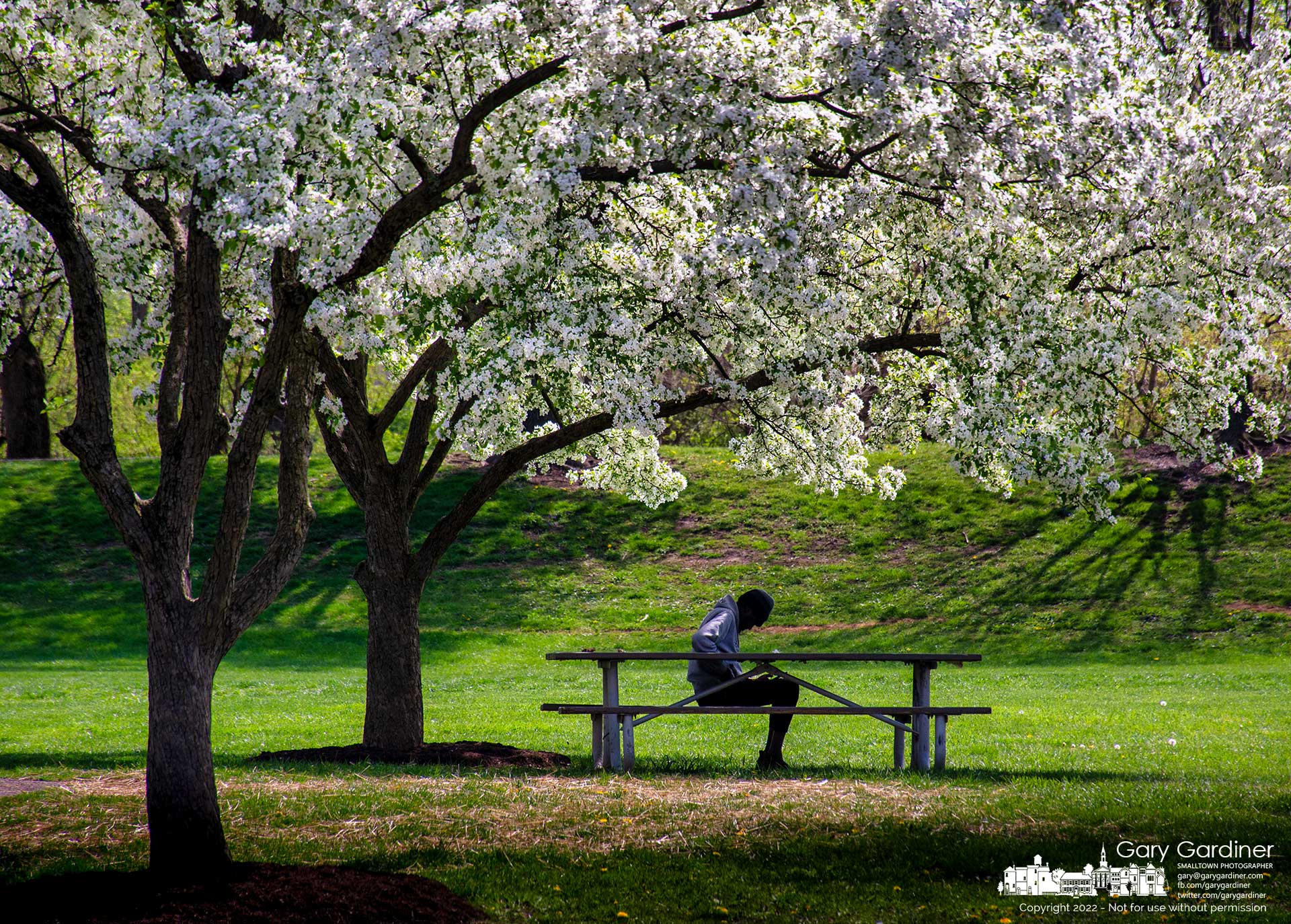 A man sits in the shade of a tree in full bloom next to the sports field at Alum Creek Park North. My Final Photo for April 29, 2022.