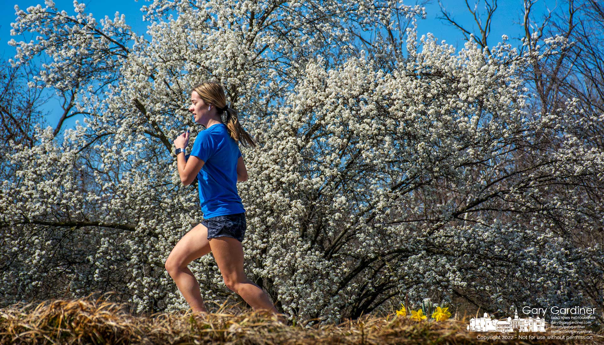 A runner passes the white blossoms of an invasive Bradford pear on a Spring afternoon at Astronaut Park on West Main Street. My Final Photo for April 10, 2022.