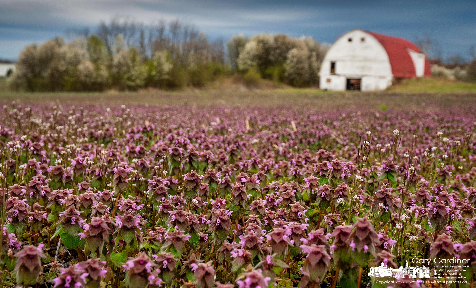 The purple leaves and flowers of purple deadnettle begin to blanket sections of the upper fields at the Braun Farm. My Final Photo for April 11, 2022.