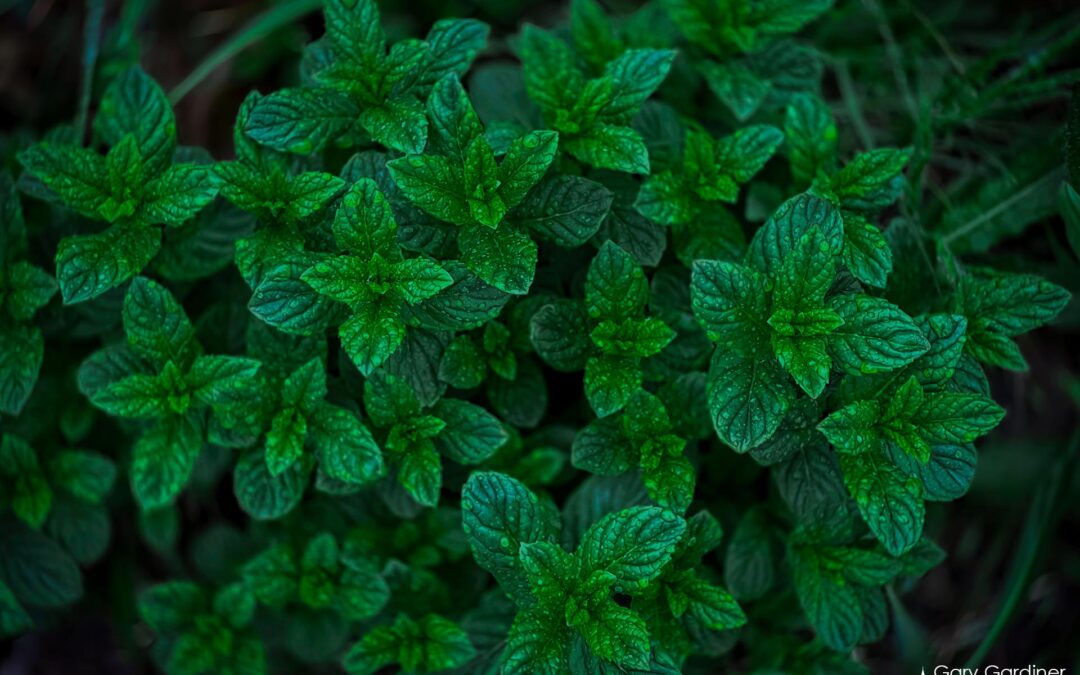 Spearmint Spring