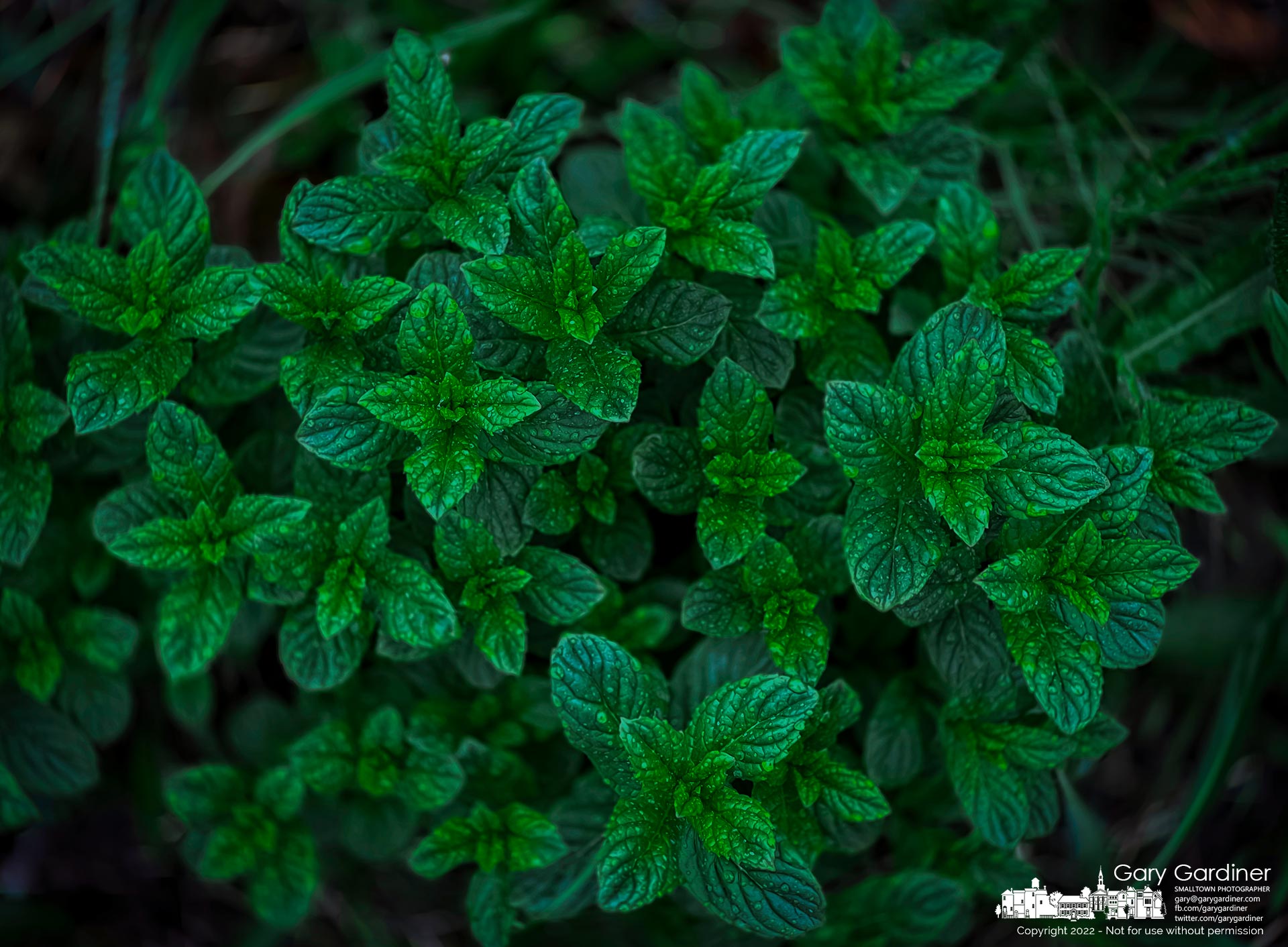 The first growth of wild spearmint sprouts along the edge of Cleveland Avenue near the old barn at the Braun Farm. My Final Photo for April 18, 2022.