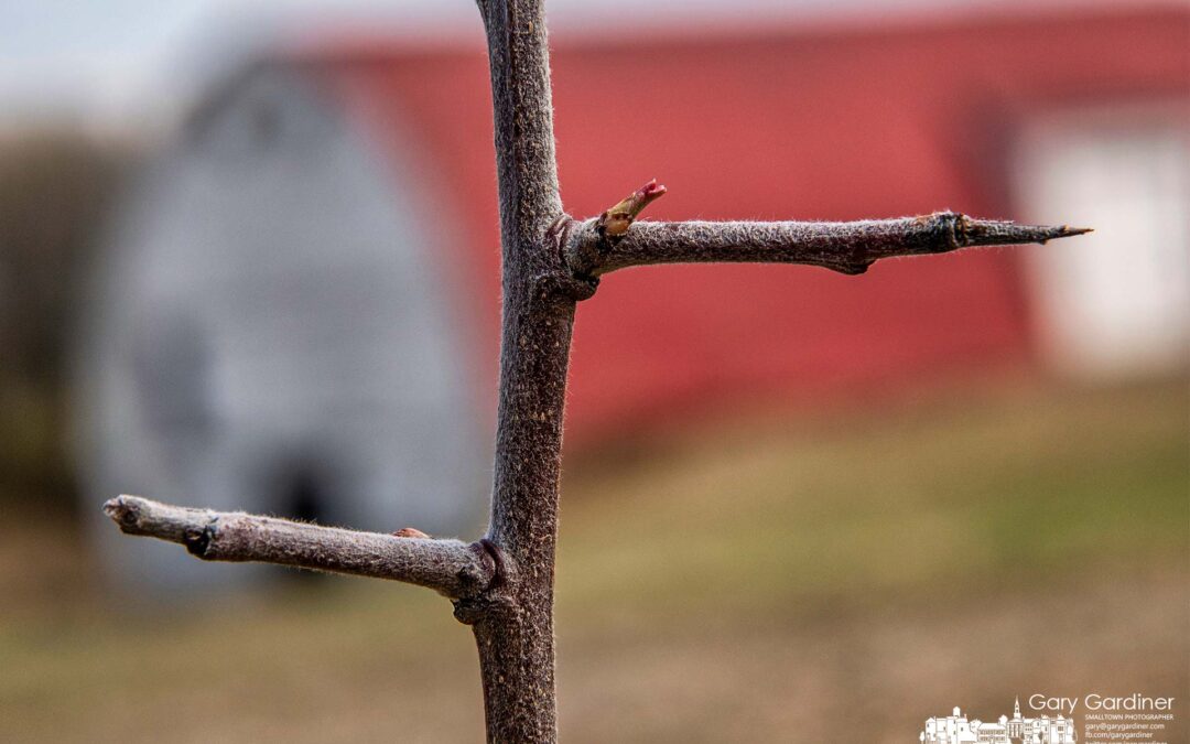 Threatening Callery Thorns