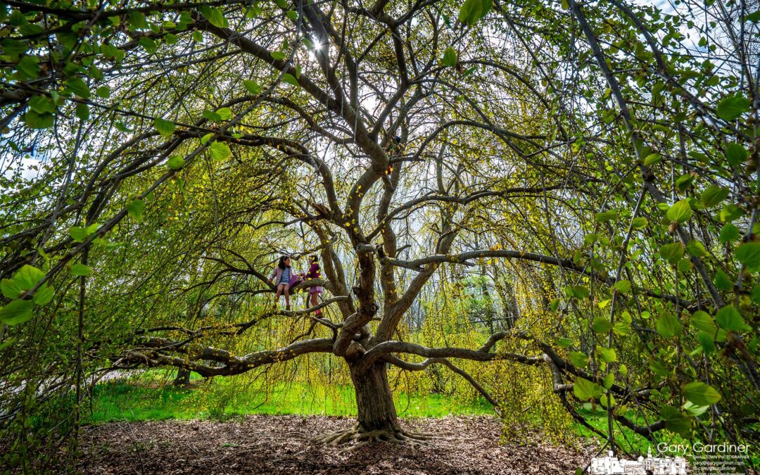 Home School Willow tree