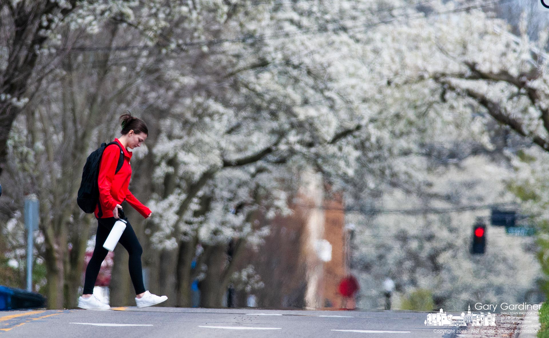 An Otterbein University student crosses Main Street near the flowering canopy of trees that line the roadway toward Uptown Westerville. My Final Photo for April 12, 2022.