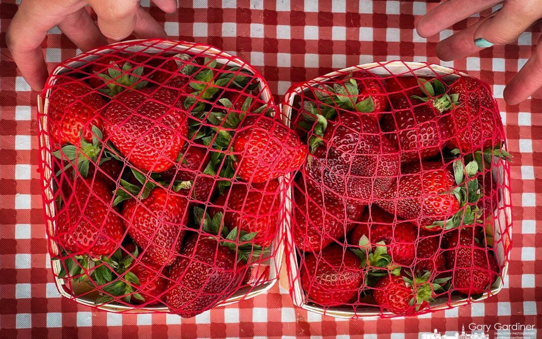 Spring Strawberries