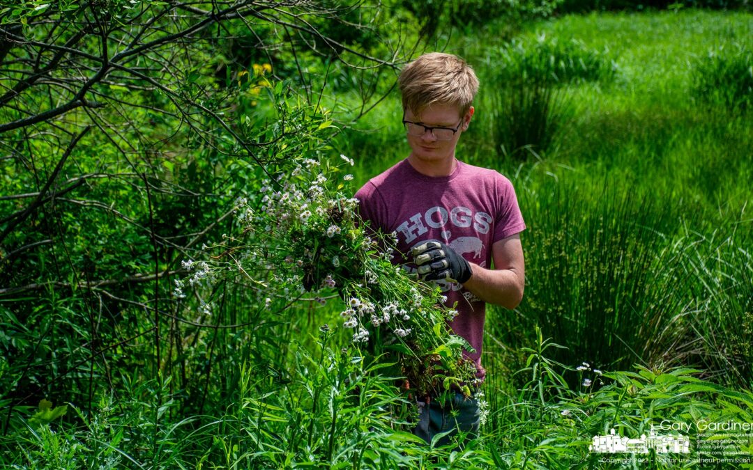 Invasives Removed At Hoover