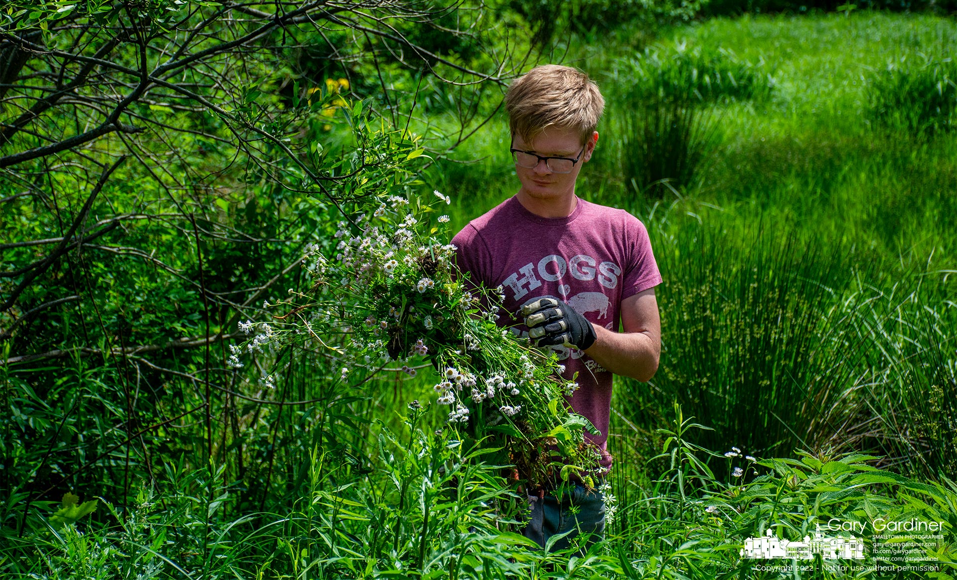 A worker inspects a handful of invasive flowers pulled from the edge of a holding pond near the Walnut Street boat ramp on Hoover Reservoir as spring growth of the dangerous weeds heightens their visibility. My Final Photo for May 26, 2022.