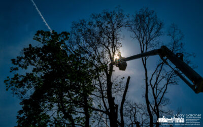 Hazardous Tree Removal