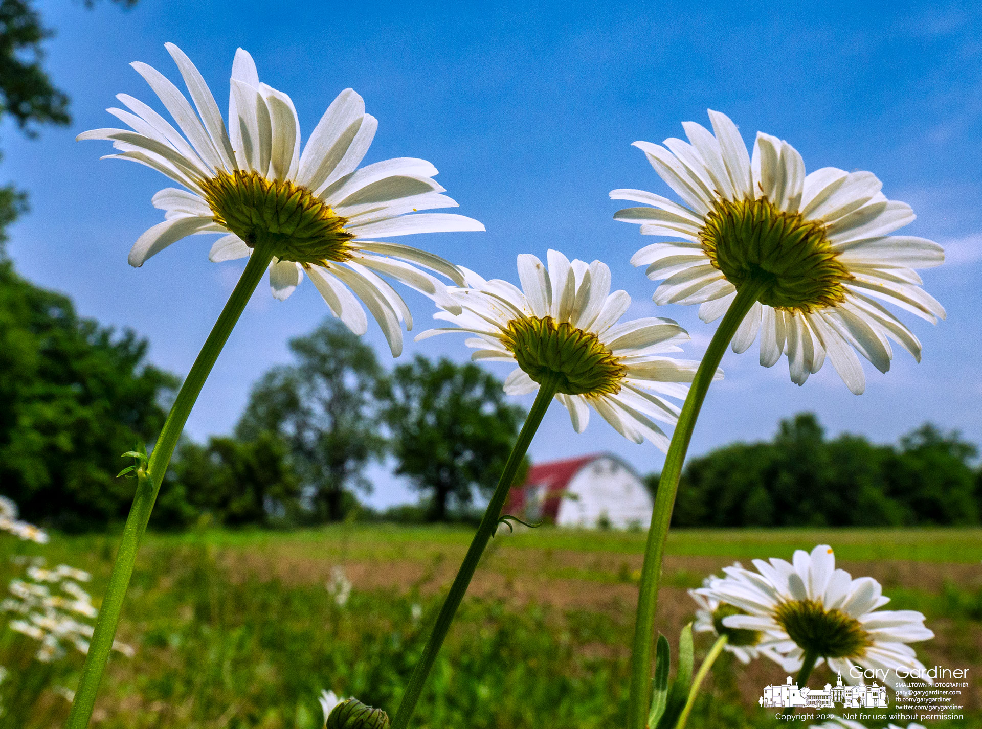Wild daisies stretch to the morning sun from the edge of a freshly planted field of soybeans on the Braun Farm in Westerville. My Final Photo for June 7, 2022.