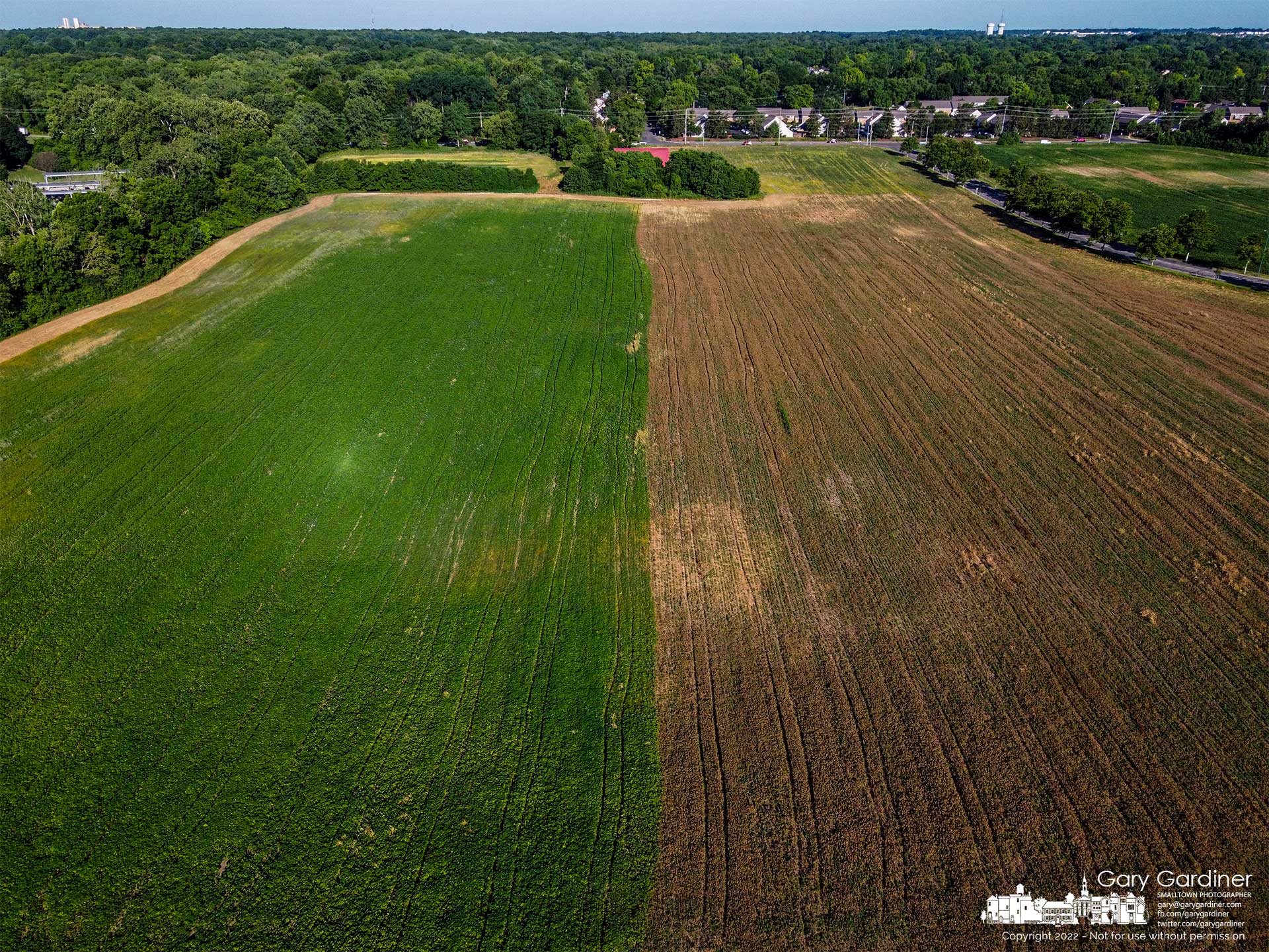 The lower soybean field at the Braun Farms shows the effect of an application of weedkiller compared to a section of the field without spraying. My Final Photo for June 27, 2022.