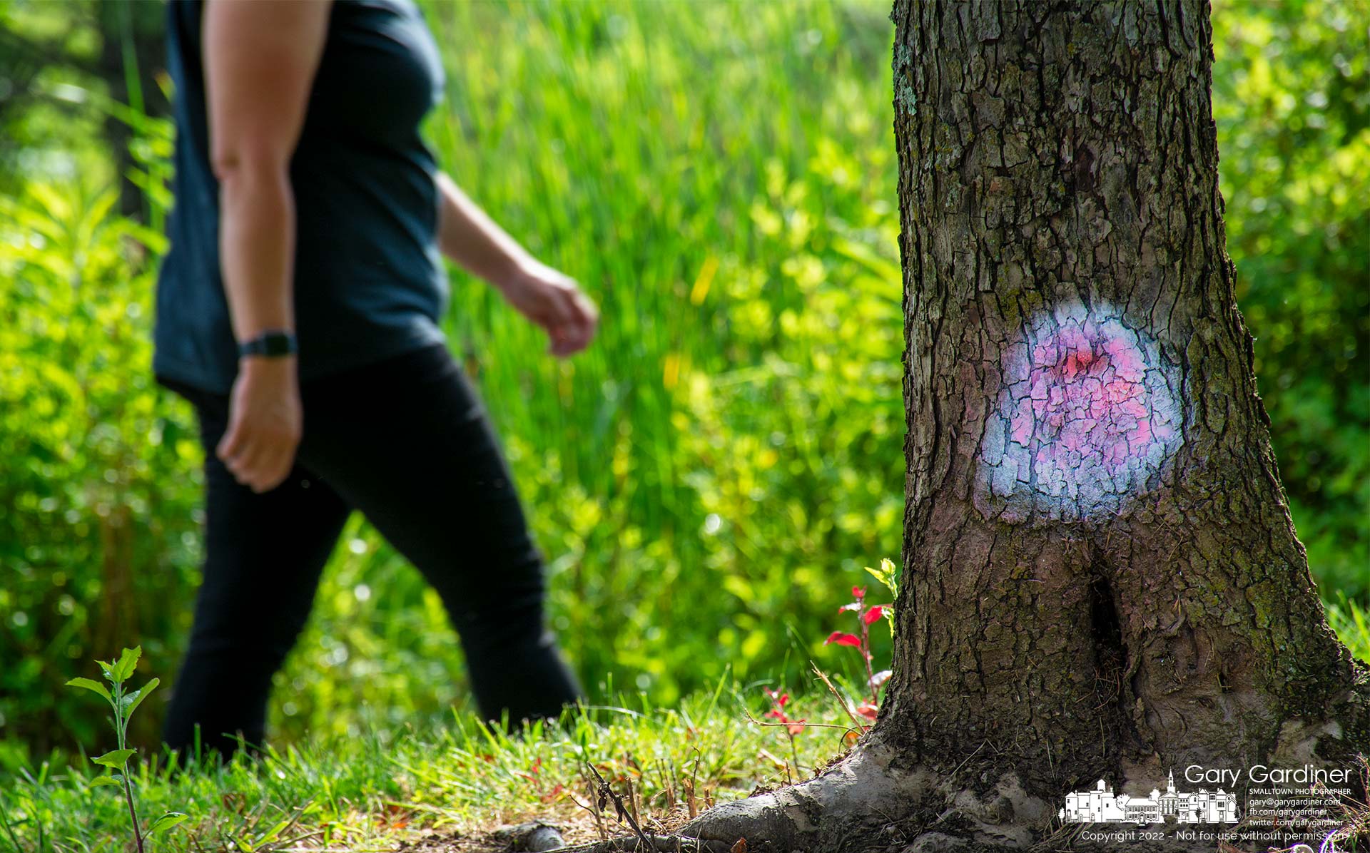A woman walks past a tree at the Highlands wetlands with a red spray paint marking a tree to be cut down, with white paint indicating it is not to be cut from the easement area of AEP overhead transmission lines. My Final Photo for June 22, 2022.