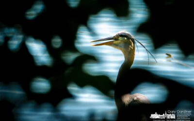 Great Looking Heron