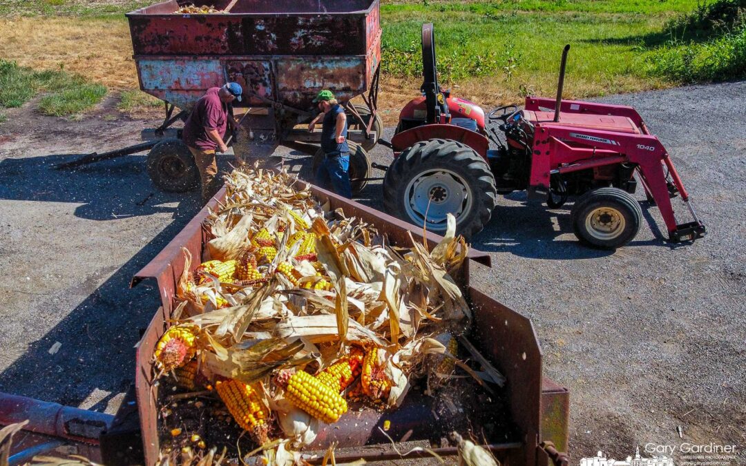 Corn To The Crib