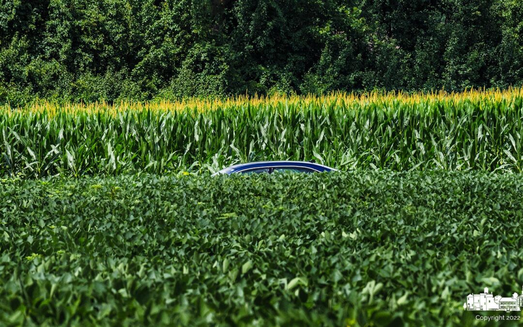 Between The Beans And The Corn