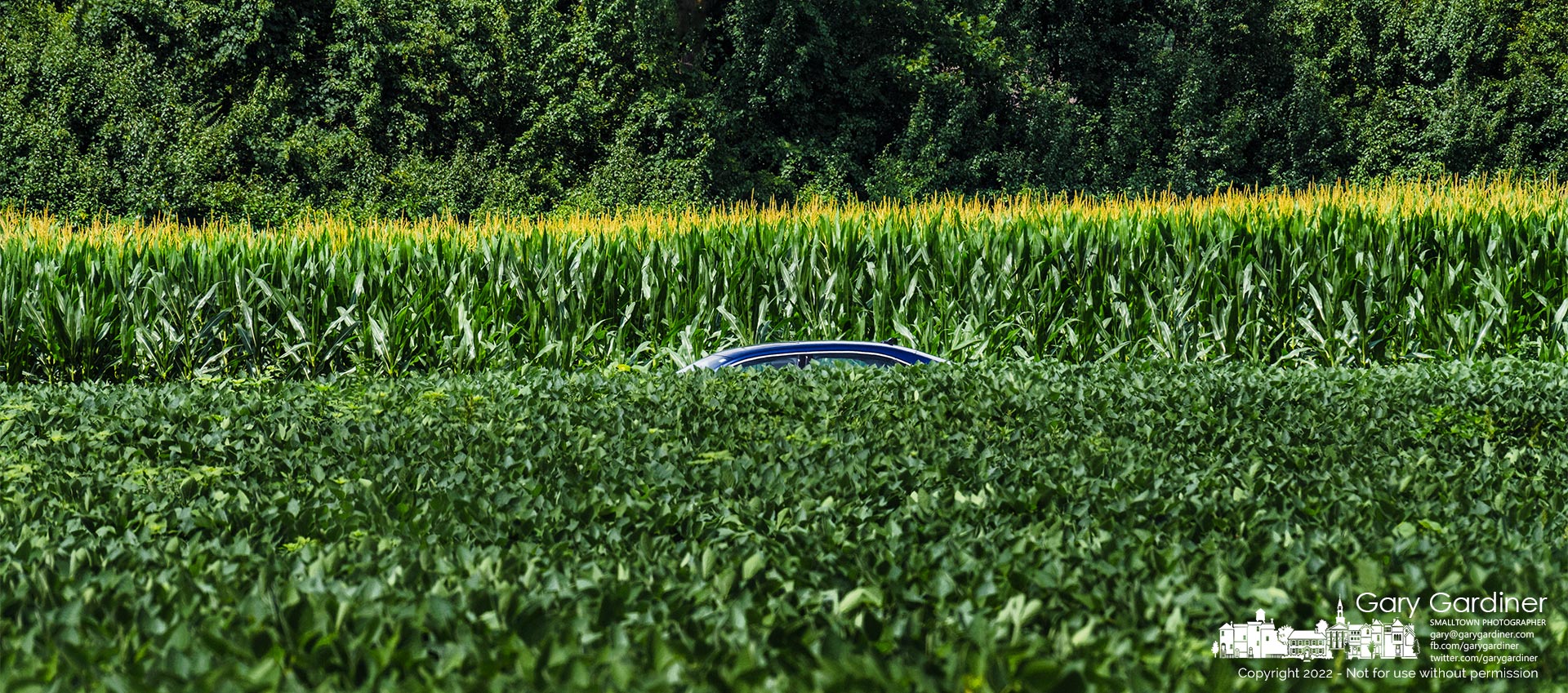 A car is barely visible between fields of soybeans and corn as warm temperatures and recent rains have accelerated the growth of both fields along Cooper Road.  My Final Photo for July 25, 2022.