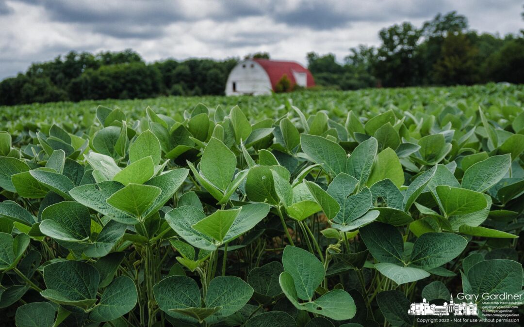 Soybeans At Braun