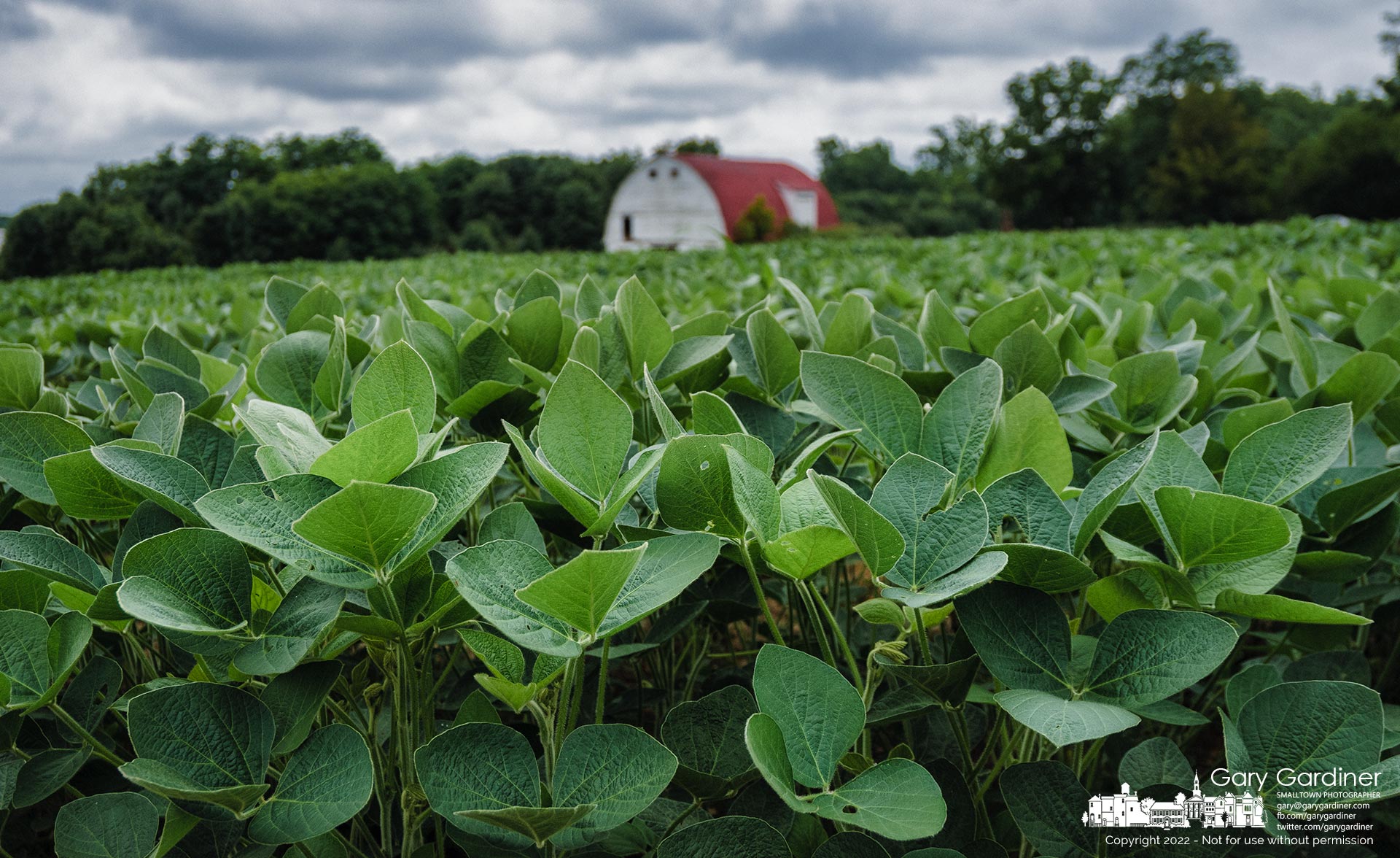 Soybeans take advantage of the warm weather and the recent rain to quickly grow to the flowering stage in this crop on the upper section of the main field at the Braun Farm. My Final Photo for July 18, 2022.