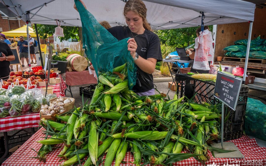 First Of The Season Corn