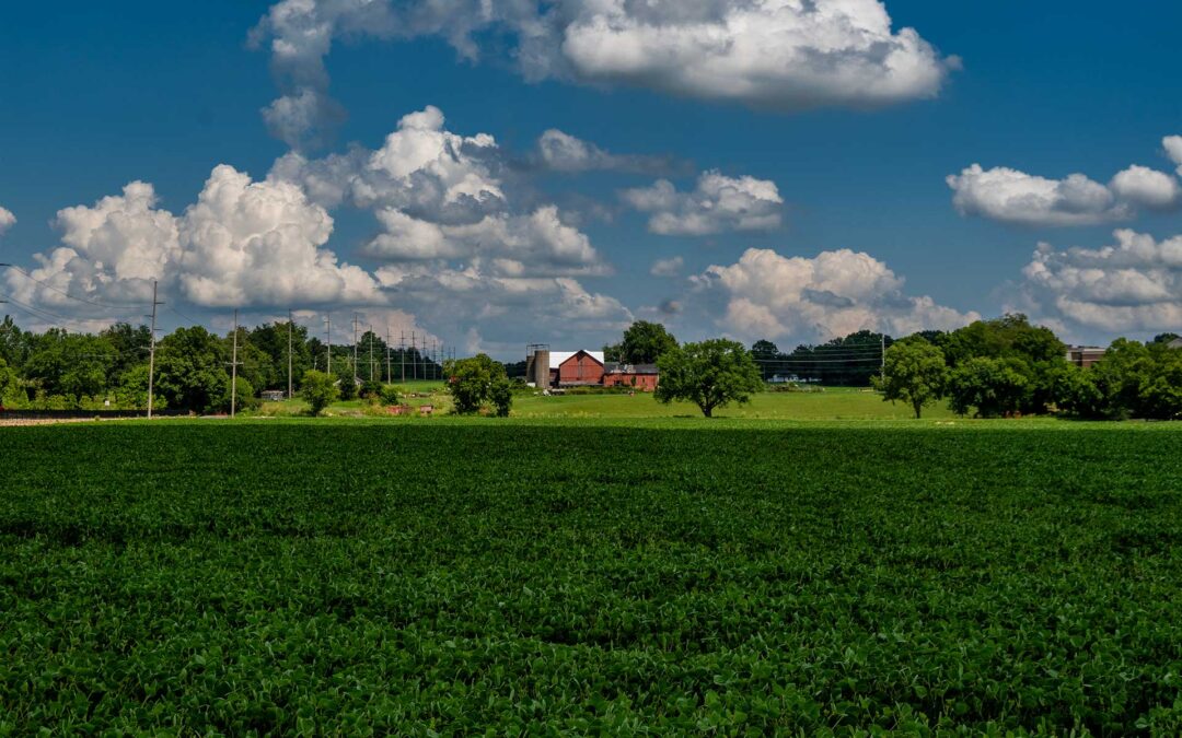 Soybeans In Shadow