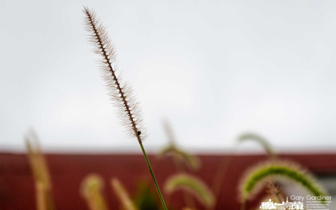A Single Seed