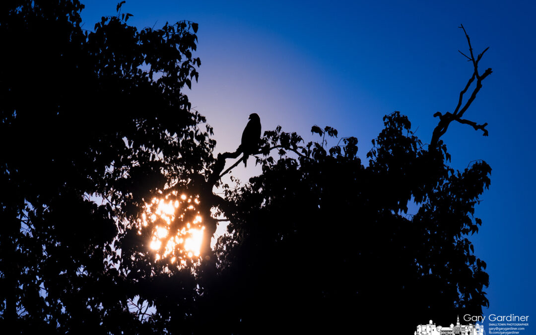 Sunset Hunt For Dinner
