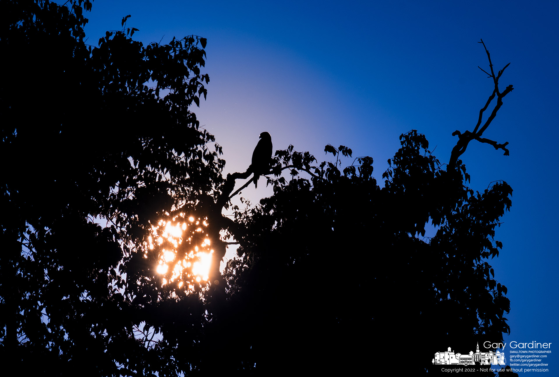 A hawk surveys the field at Cooper Road and Collegeview searching for prey in light from the setting sun. My Final Photo for August 2, 2022.