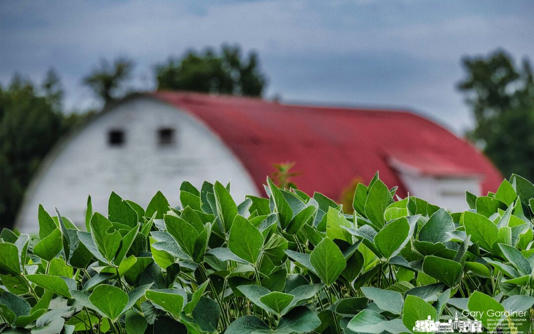 Soybean Summer