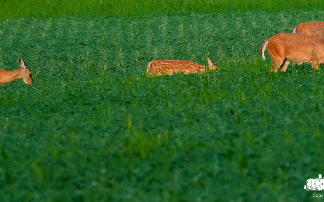 Fawn Follows Family