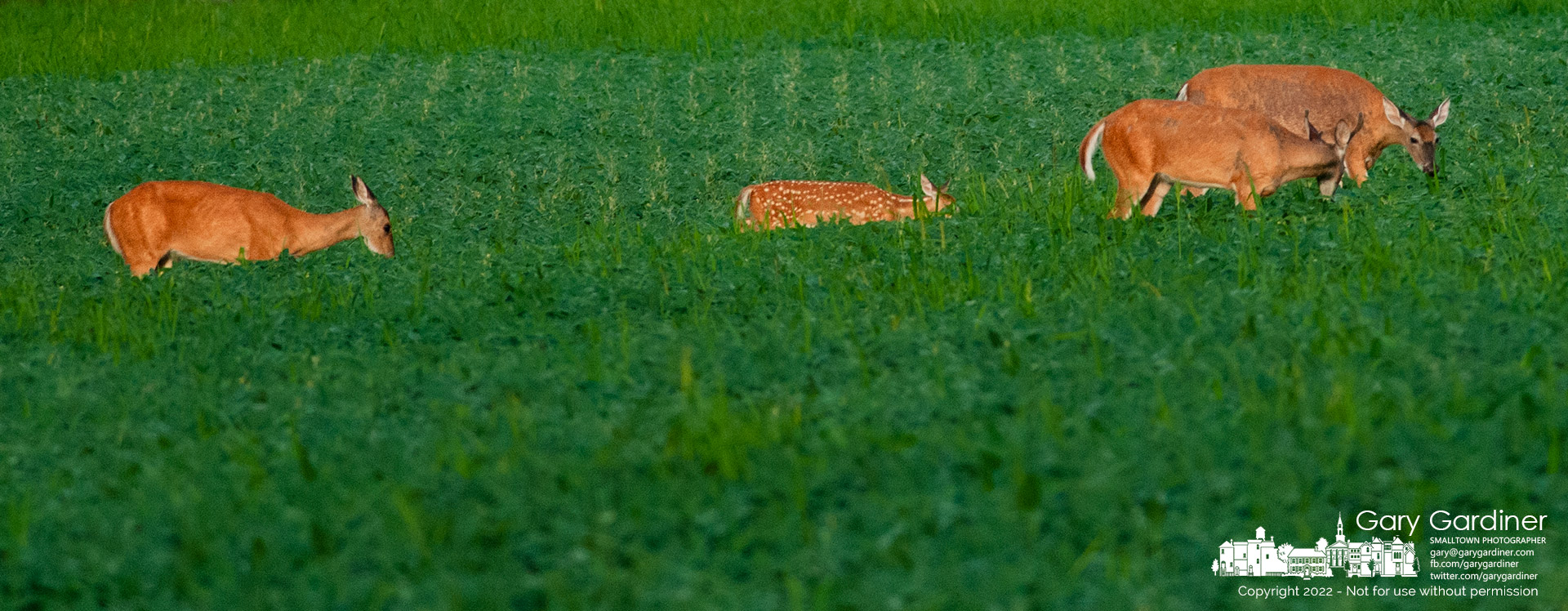 A fawn nudges her way through soybeans following the lead of her older family members as they move through the fields on the Yarnell Farm. My Final Photo for August 7, 2022.