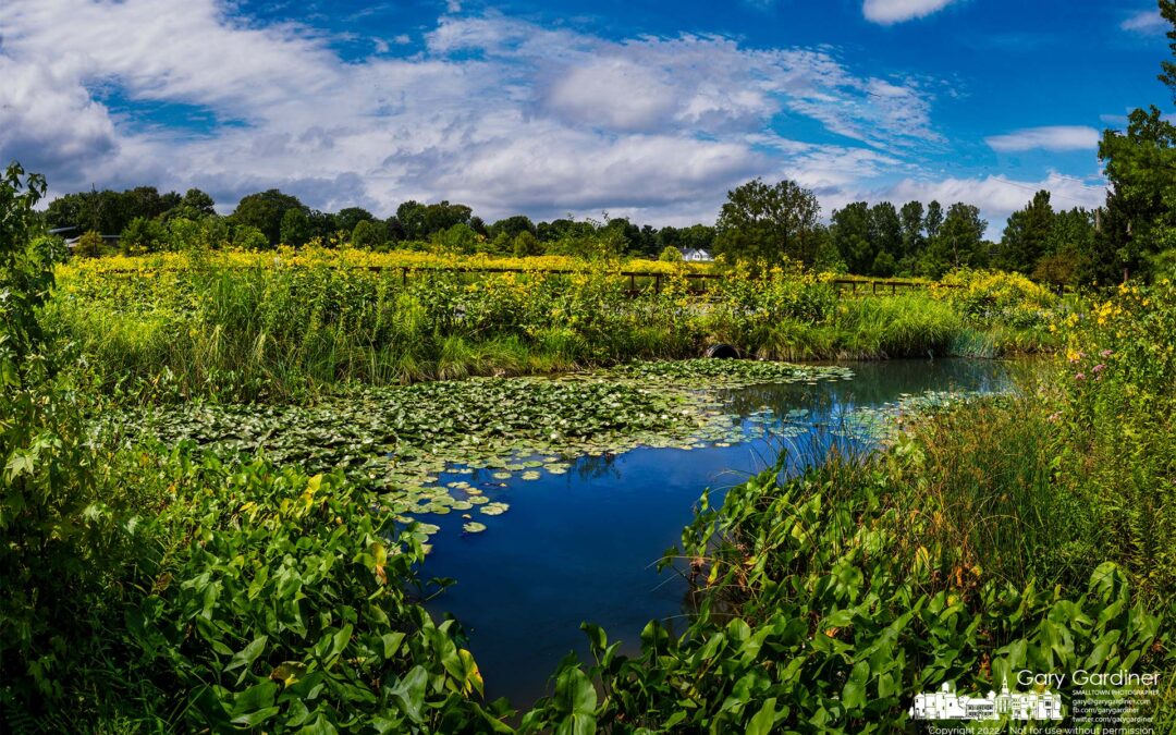 Wetlands Wonder