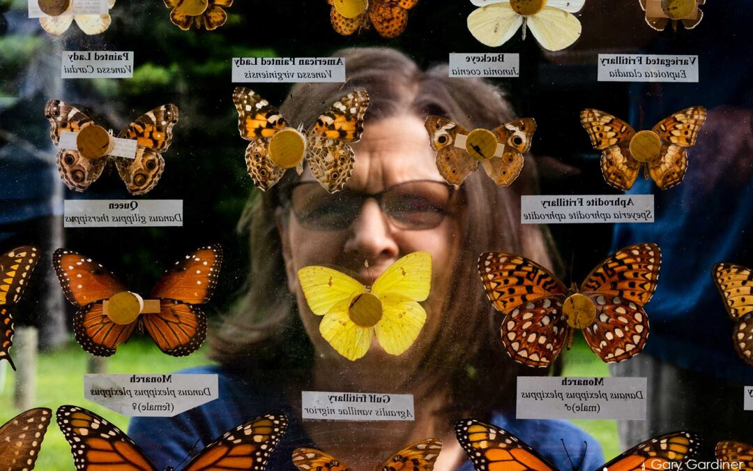 Lepidoptera Looker