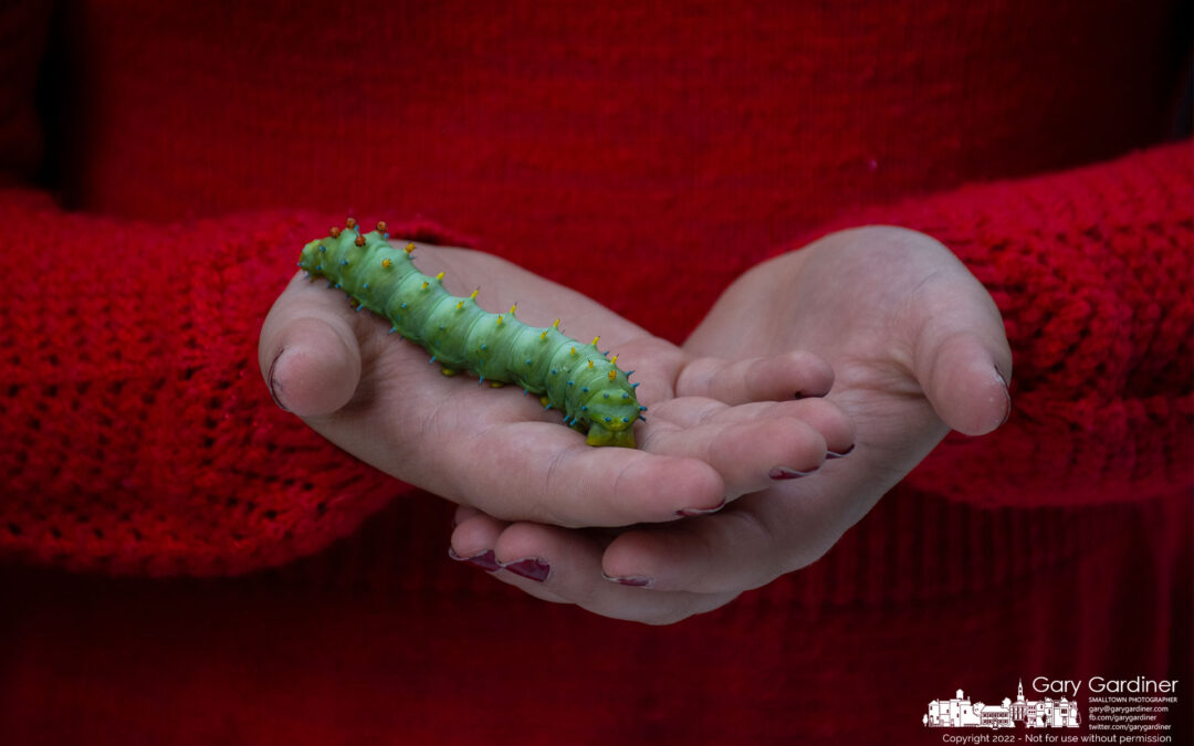 Cradled Cecropia