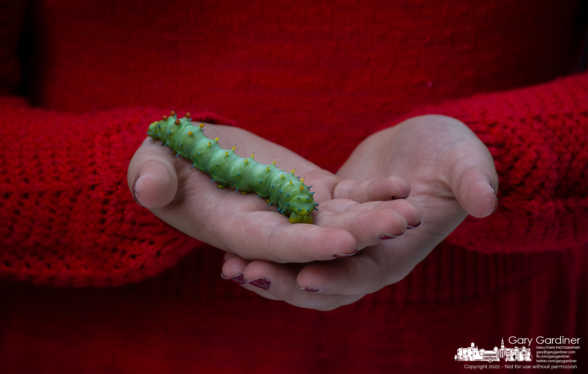 A young girl holds a Cecropia moth caterpillar during Autumn Arborfest at Alum Creek Park North. My Final Photo for September 24, 2022.