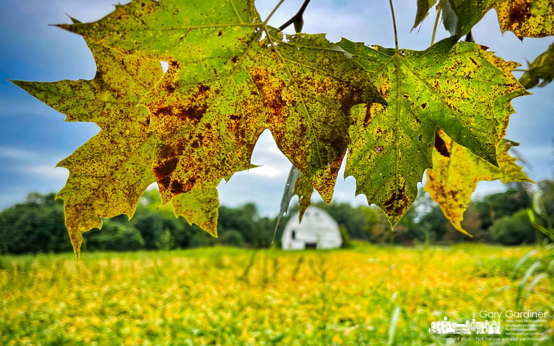 Signs Of The Season