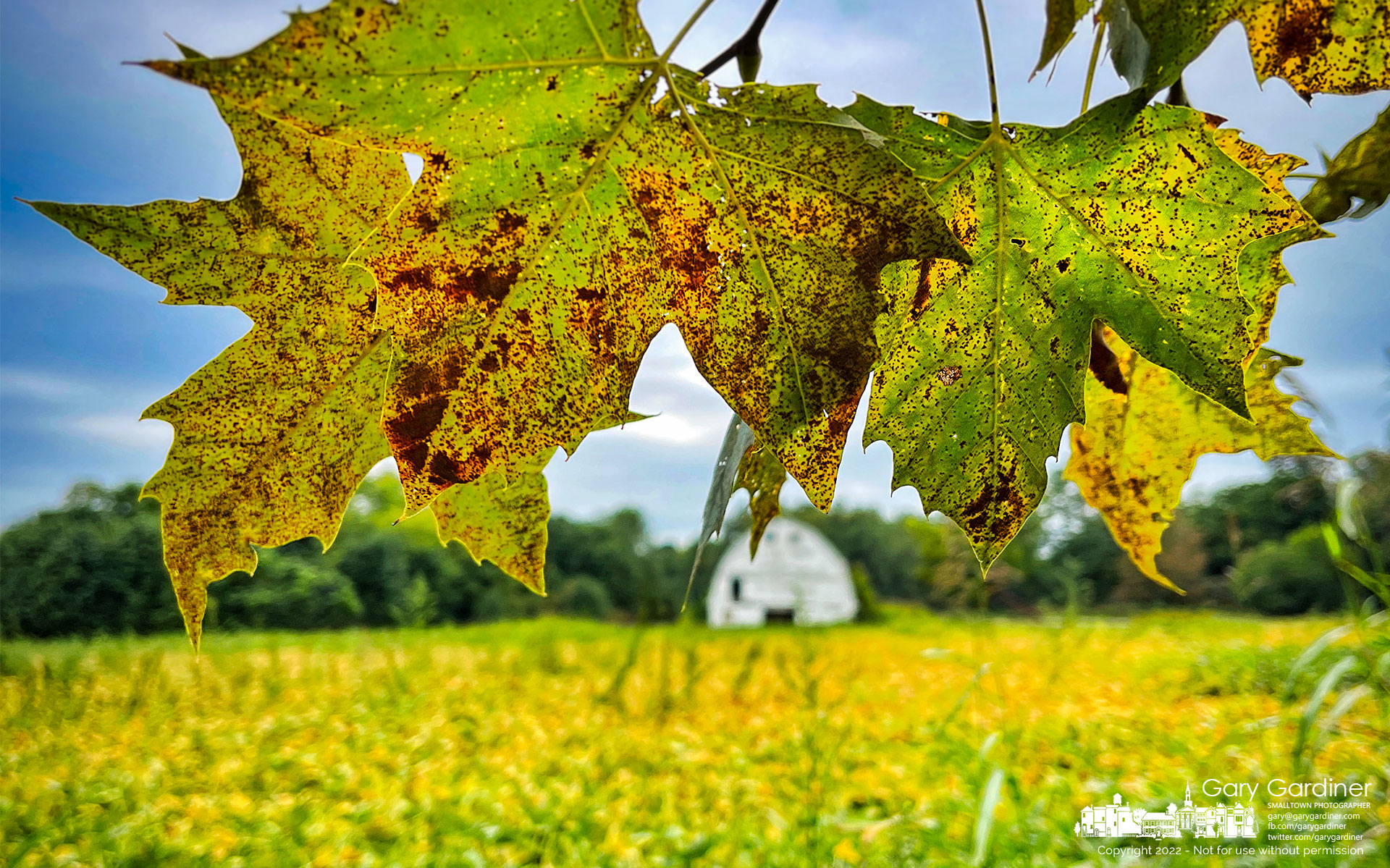 Both maple leaves and soybeans are turning the golden colors of fall as the crops mature and the trees begin to go dormant for the winter. My Final Photo for September 19, 2022.