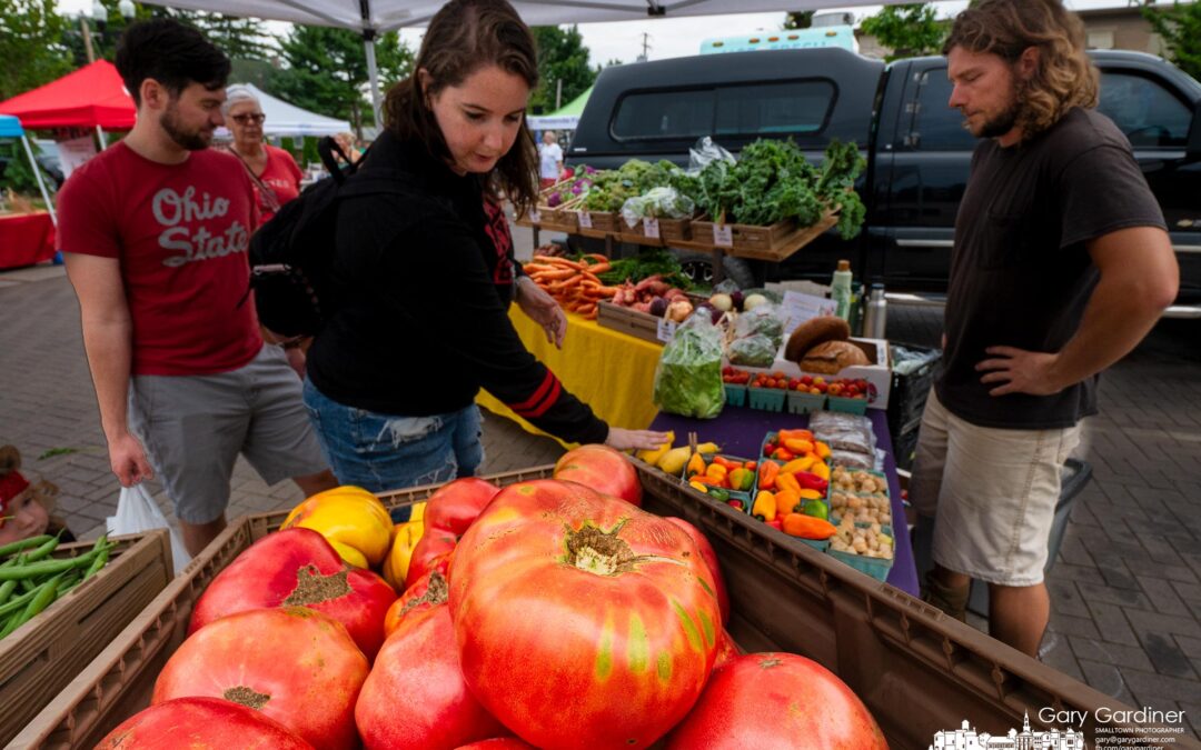 Large Heirlooms