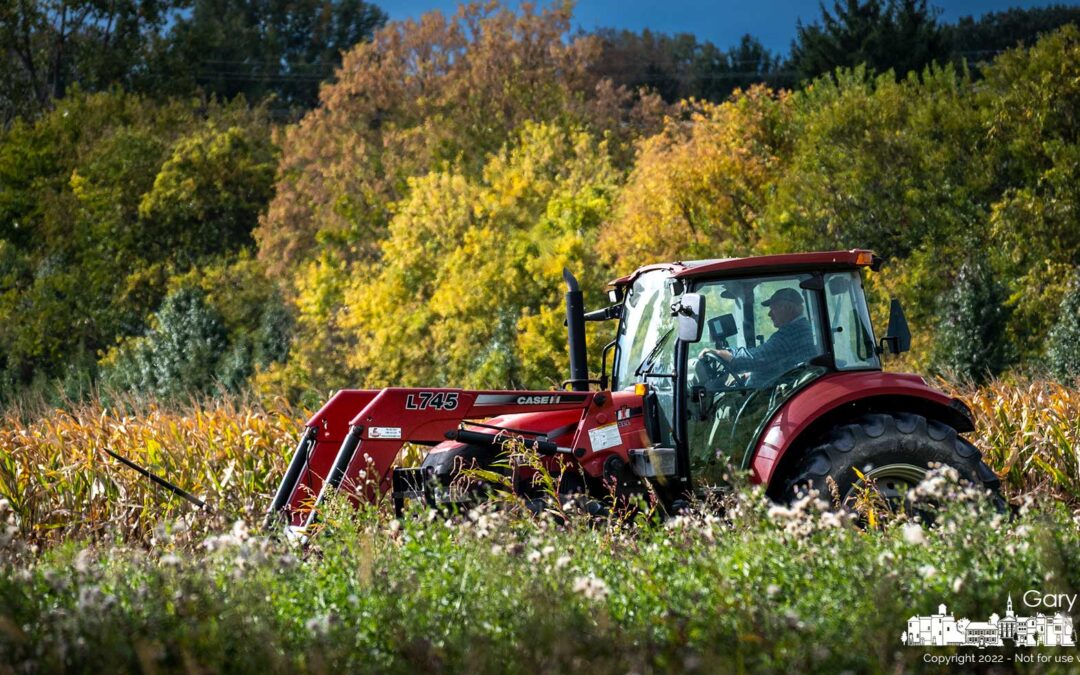 Fall Cleanup