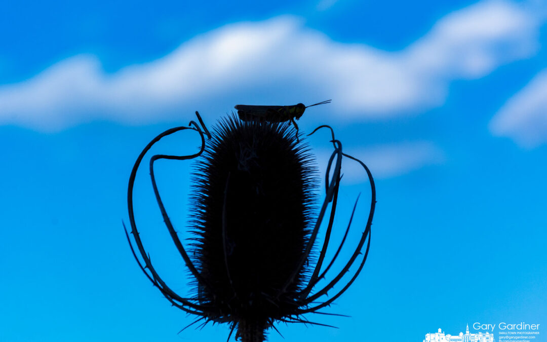 A Bug’s Life