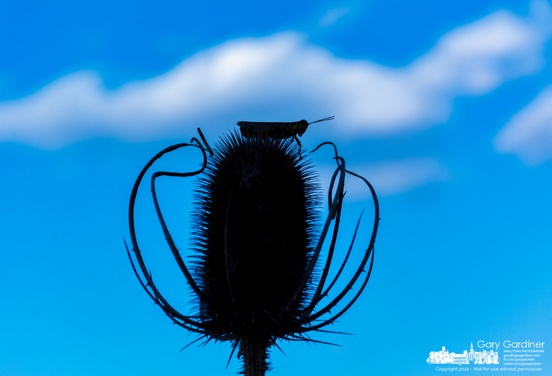 A differential grasshopper sits atop a dried teasel flower surveying his choices in the fields at the Braun Farm in Westerville. My Final Photo for October 10, 2022.
