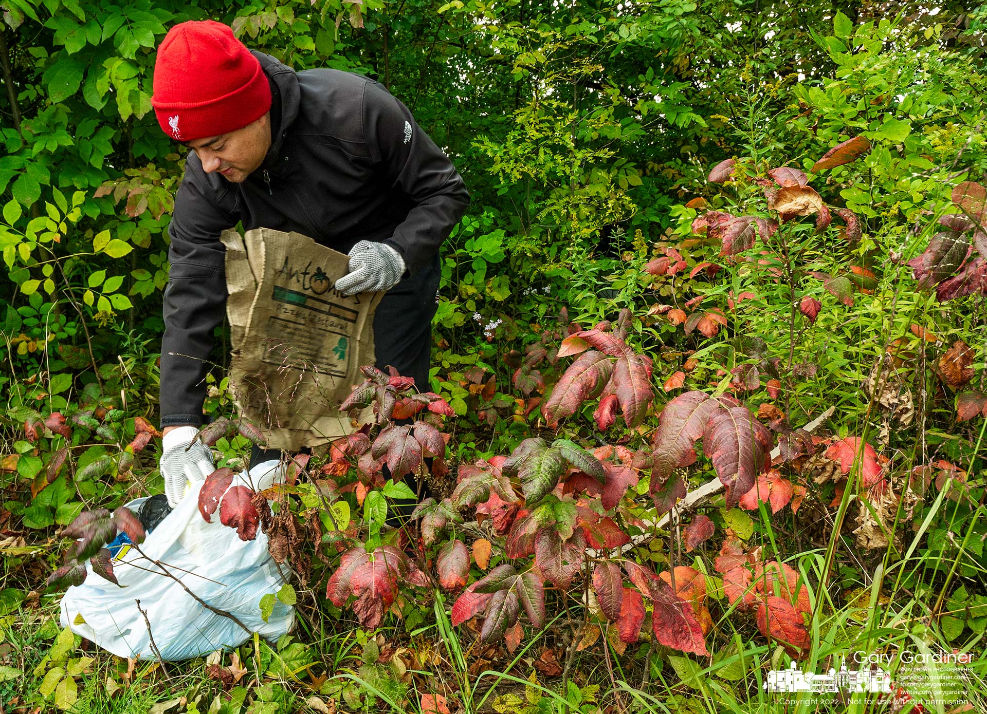 A volunteer working to clean trash and debris from the shores of Hoover Reservoir pulls garbage from a stand of poison ivy growing at Red Bank Park. My Final Photo for October 1, 2022.